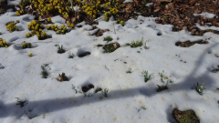 Galanthus nivalis -- Schneeglöckchen