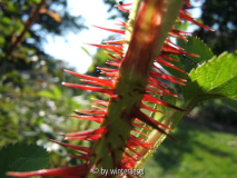Stacheln-Spinosissima.jpg