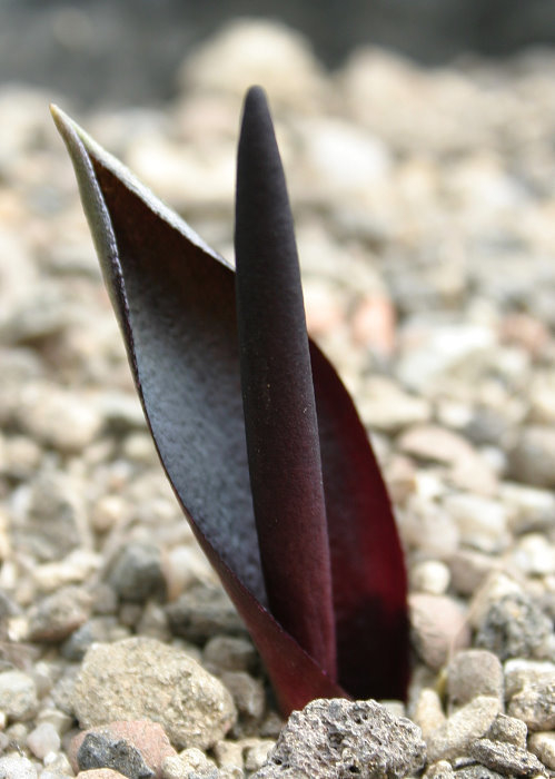 Biarum carratracense