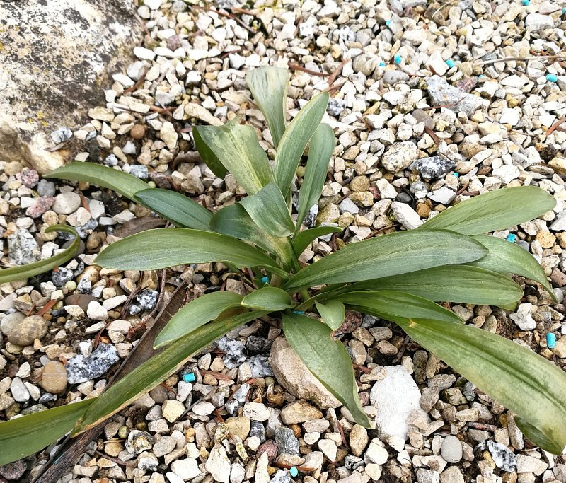 Biarum carratracense