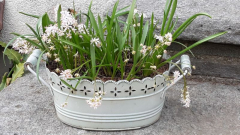 Scilla bifolia Rosea
