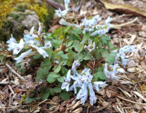 Corydalis watanabei