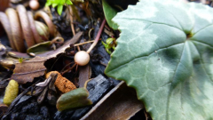frisch auch nach dem Frost