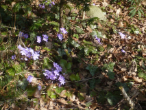 Hepatica 30-03-2018
