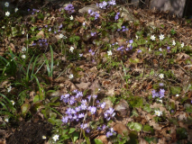 Hepatica und Anemone 30.03.2019
