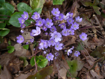 Hepatica 30.03.2018