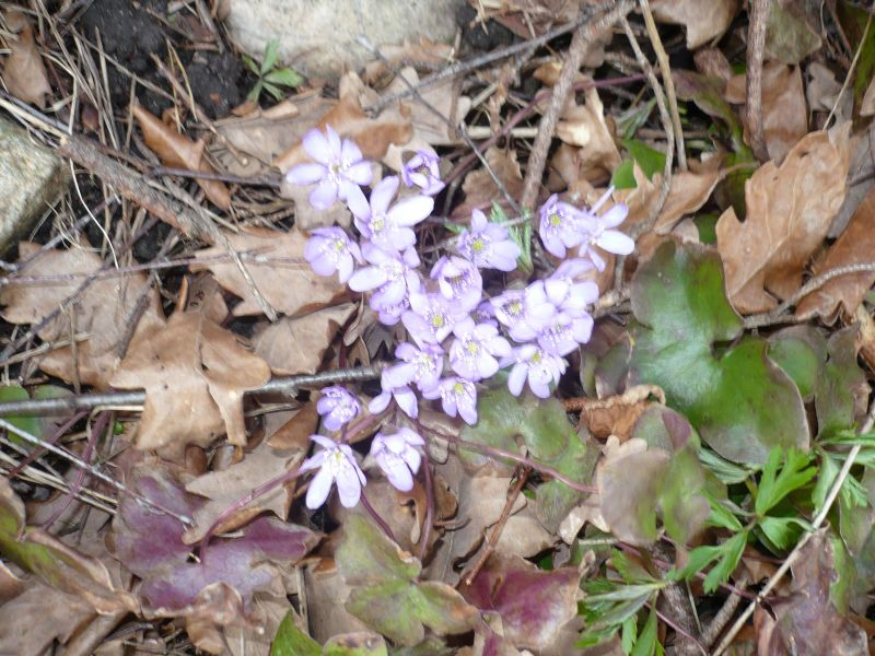Hepatica 30.03.2018