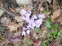 Hepatica 30.03.2019