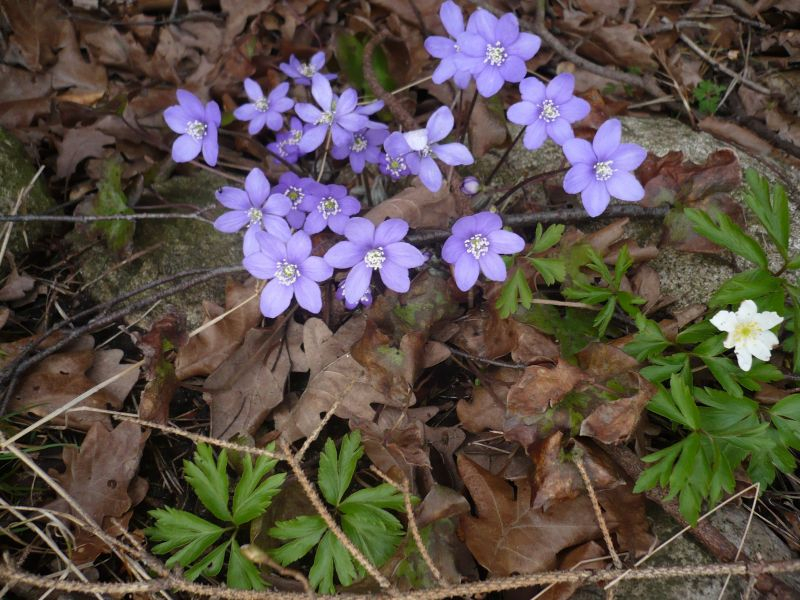 Hepatica 30.03.2018