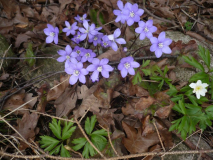 Hepatica 30.03.2019