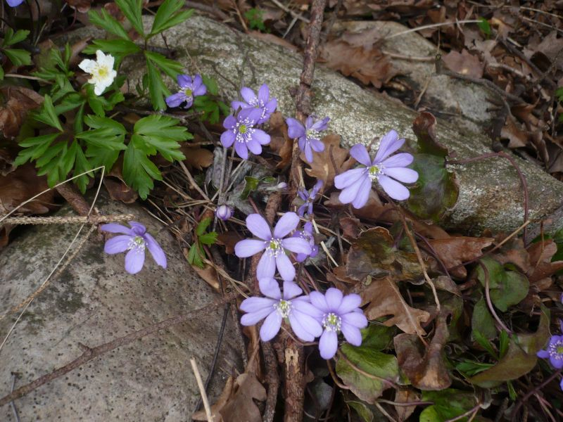Hepatica 30.03.2018