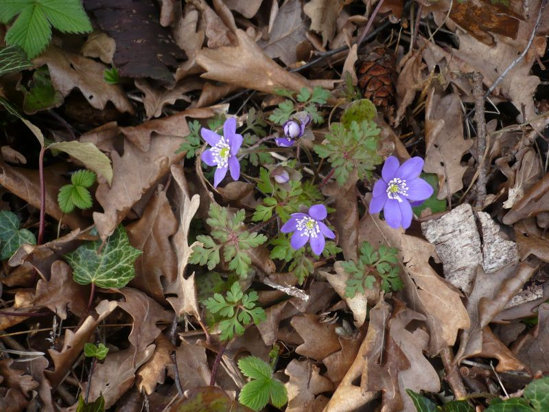 Hepatica 30.03.2018