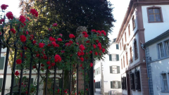Kletterrose an Zaun 
