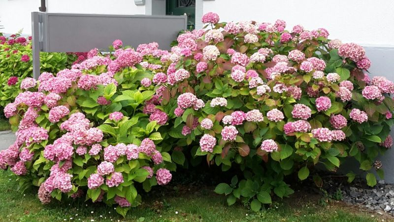 Hortensie Vorgarten Stadt