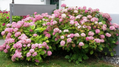 Hortensie Vorgarten Stadt