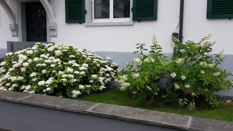 Hortensien Vorgarten weiss 