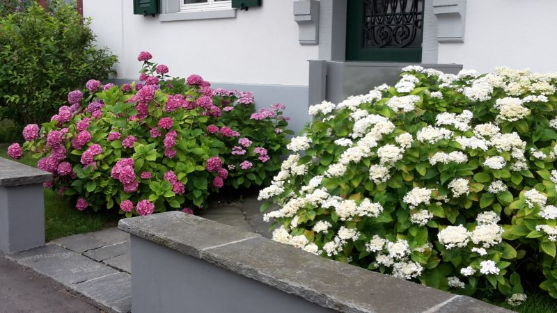 Hortensien div Stadt