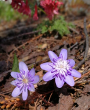Hepatica transsilvanica