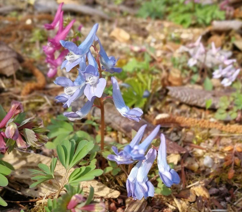 Corydalis hybr.
