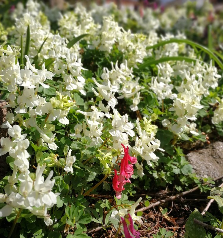 Corydalis malkensis