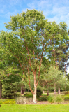 Betula albosinensis 'Red Panda'