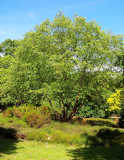 Betula nigra 'Little_King'