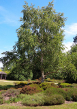 Betula_szechuanica
