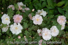 DSC_0540_resize_resize.JPG