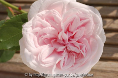 DSC_1162_resize.JPG