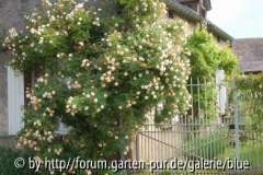 DSC_0478_resize.JPG