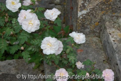 DSC_0537_resize.JPG