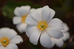 Sanguinaria canadensis