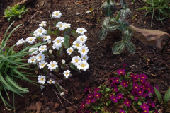 Sanguinaria im Beet