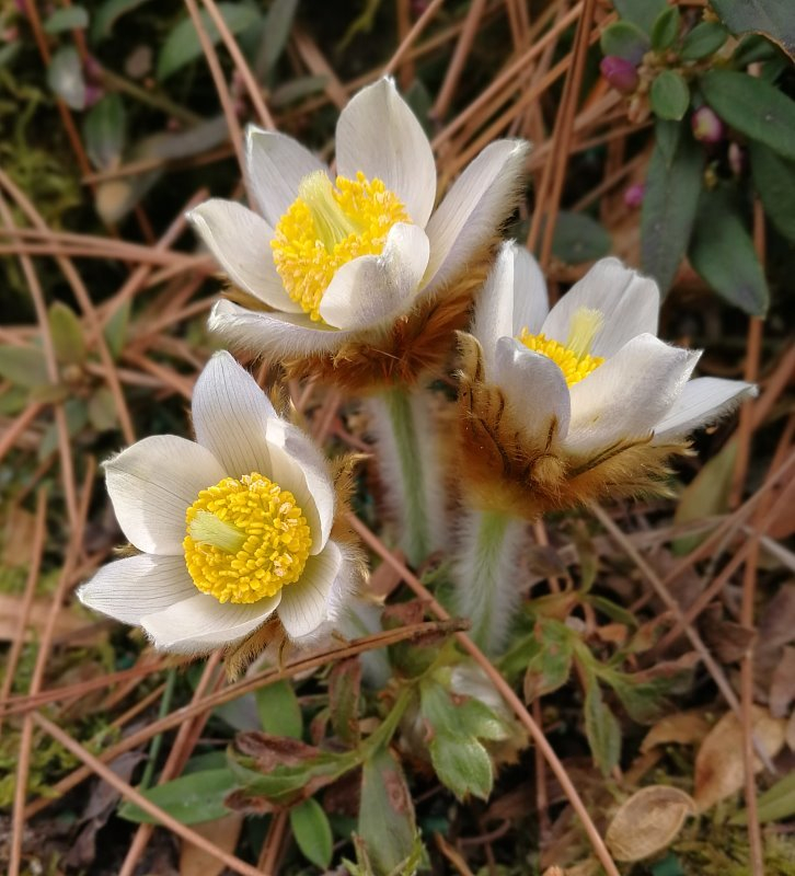 Pulsatilla vernalis