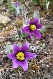 Pulsatilla vulgaris