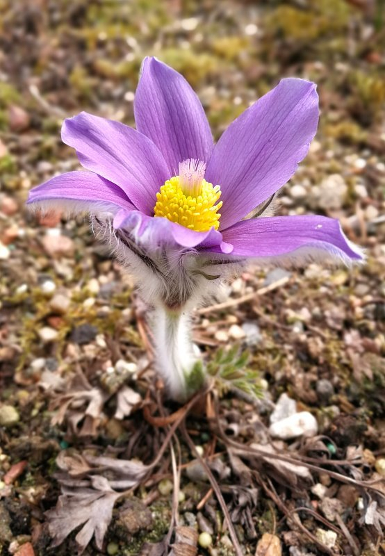 Pulsatilla halleri ssp. slavica