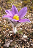 Pulsatilla halleri ssp. slavica