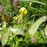 Erythronium americanum