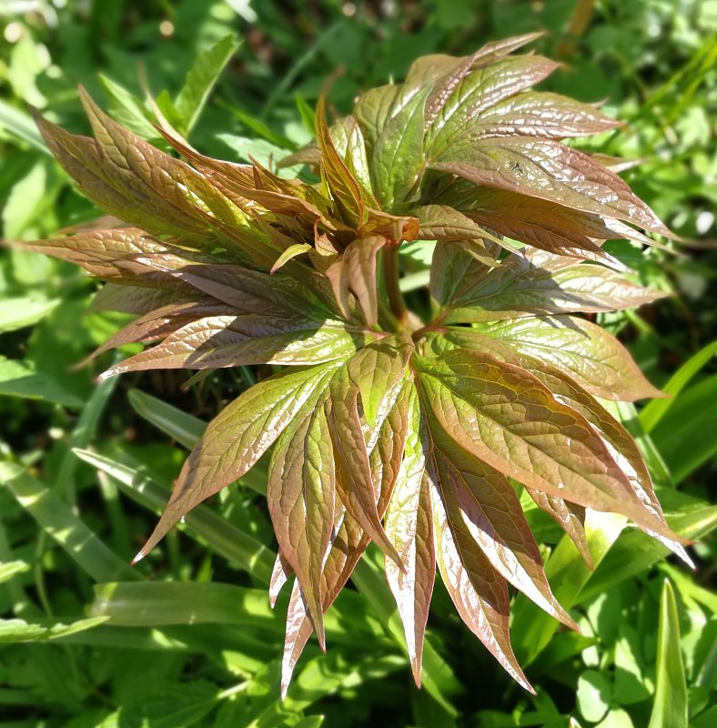 Paeonia emodi