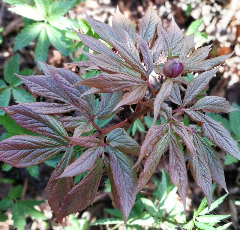 Paeonia mairei