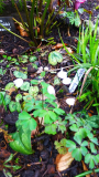 Rautenanemone (Anemonella thalictroides)