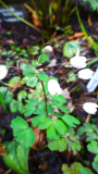 Rautenanemone (Anemonella thalictroides)
