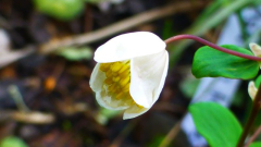 Rautenanemone (Anemonella thalictroides)
