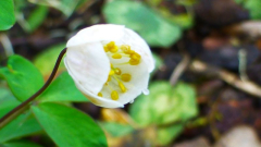 Rautenanemone (Anemonella thalictroides)