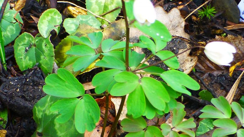 Rautenanemone (Anemonella thalictroides)