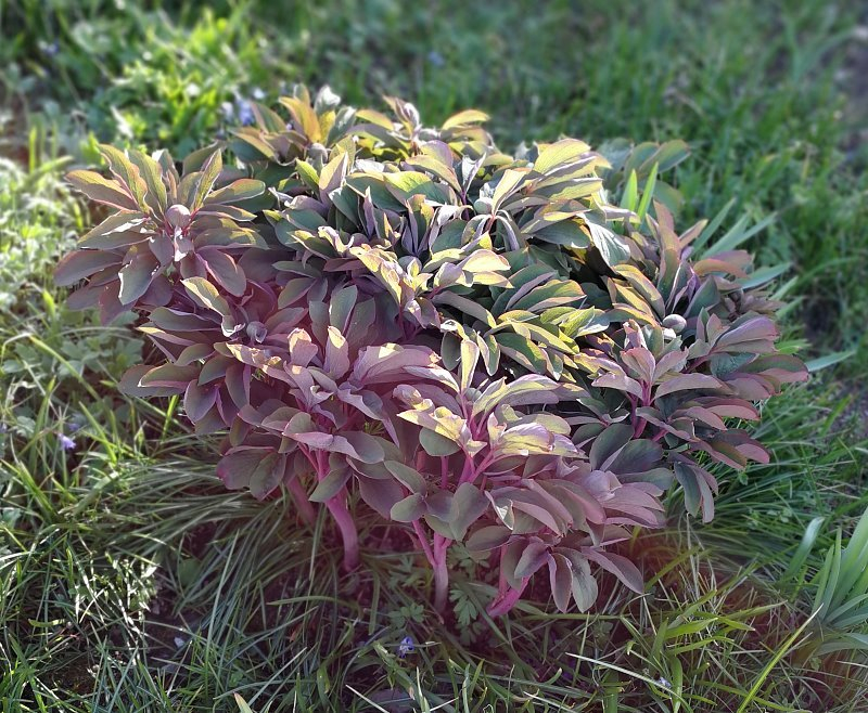 Paeonia daurica Wetzel