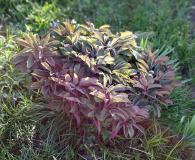 Paeonia daurica Wetzel
