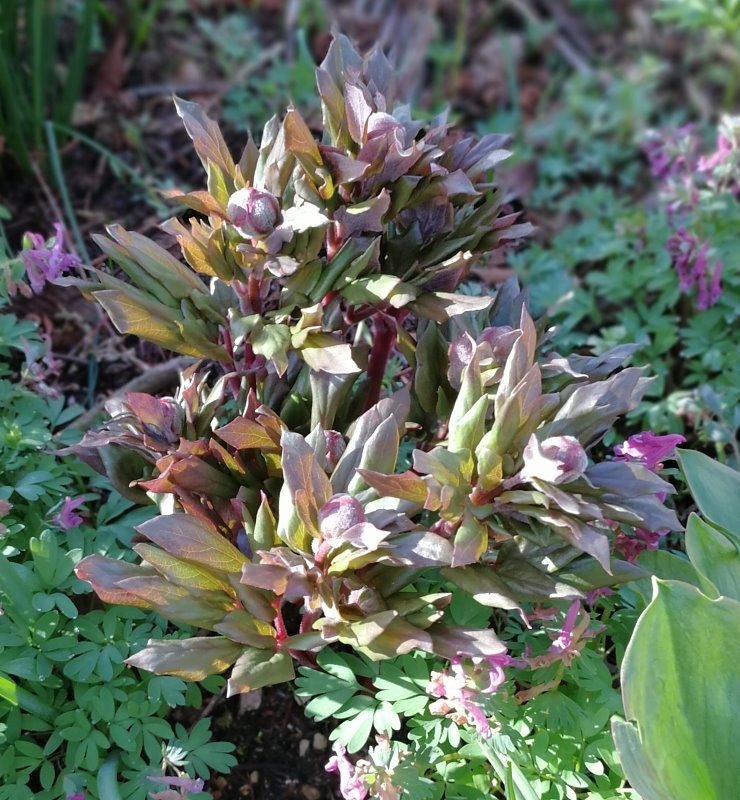 Paeonia corsica