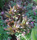 Paeonia corsica
