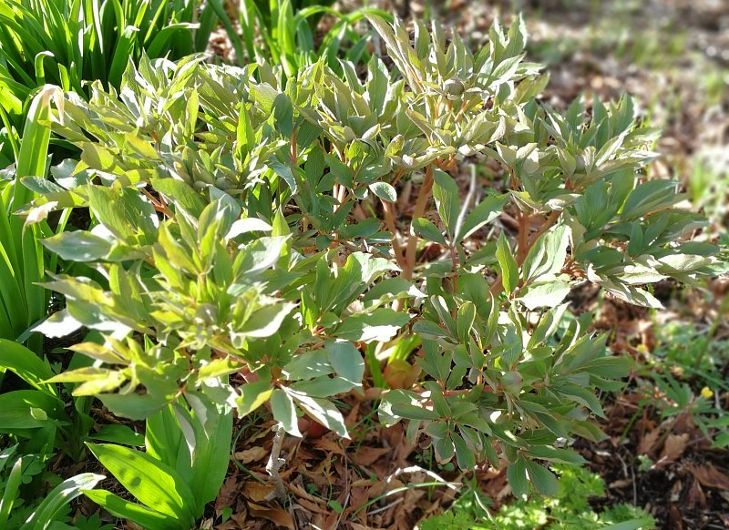 Paeonia daurica ssp. wittmanniana